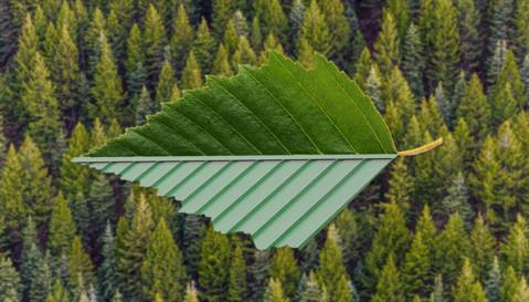 Steel-Roof-Life-Cycle-Leaf_forest _blurred