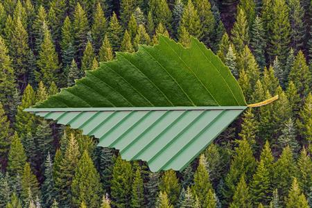 Steel-Roof-Life-Cycle-Leaf_Forest